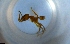  ( - RE21-NG1-HYM-1581)  @11 [ ] CreativeCommons by-nc-sa (2024) Nina Grella University of Bayreuth