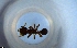  ( - RE21-NG1-HYM-1583)  @11 [ ] CreativeCommons by-nc-sa (2024) Nina Grella University of Bayreuth