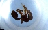  ( - RE21-NG1-HYM-1604)  @11 [ ] CreativeCommons by-nc-sa (2024) Nina Grella University of Bayreuth