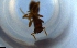  ( - RE21-NG1-HYM-1630)  @11 [ ] CreativeCommons by-nc-sa (2024) Nina Grella University of Bayreuth
