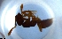  (Hypoponera AFB8816 - RE21-NG1-HYM-1639)  @11 [ ] CreativeCommons by-nc-sa (2024) Nina Grella University of Bayreuth