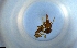  ( - RE21-NG1-HYM-1665)  @11 [ ] CreativeCommons by-nc-sa (2024) Nina Grella University of Bayreuth