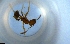  ( - RE21-NG1-HYM-1689)  @11 [ ] CreativeCommons by-nc-sa (2024) Nina Grella University of Bayreuth