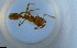  ( - RE21-NG1-HYM-1693)  @11 [ ] CreativeCommons by-nc-sa (2024) Nina Grella University of Bayreuth