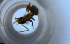  ( - RE21-NG1-HYM-1722)  @11 [ ] CreativeCommons by-nc-sa (2024) Nina Grella University of Bayreuth