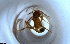  (Pheidole AGB3319 - RE21-NG1-HYM-1825)  @11 [ ] CreativeCommons by-nc-sa (2024) Nina Grella University of Bayreuth