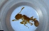  ( - RE21-NG1-HYM-1866)  @11 [ ] CreativeCommons by-nc-sa (2024) Nina Grella University of Bayreuth