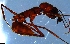  (Odontomachus cornutus - RE21-NG1-HYM-1880)  @11 [ ] CreativeCommons by-nc-sa (2024) Nina Grella University of Bayreuth