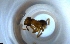  ( - RE21-NG1-HYM-1916)  @11 [ ] CreativeCommons by-nc-sa (2024) Nina Grella University of Bayreuth