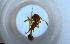  (Pheidole AEV8653 - RE21-NG1-HYM-1930)  @11 [ ] CreativeCommons by-nc-sa (2024) Nina Grella University of Bayreuth