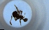  (Pheidole AGB3317 - RE21-NG1-HYM-1956)  @11 [ ] CreativeCommons by-nc-sa (2024) Nina Grella University of Bayreuth