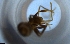  ( - RE21-NG1-HYM-1964)  @11 [ ] CreativeCommons by-nc-sa (2024) Nina Grella University of Bayreuth