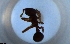  ( - RE21-NG1-HYM-1972)  @11 [ ] CreativeCommons by-nc-sa (2024) Nina Grella University of Bayreuth