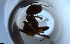  ( - RE21-NG1-HYM-1980)  @11 [ ] CreativeCommons by-nc-sa (2024) Nina Grella University of Bayreuth