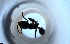  ( - RE21-NG1-HYM-2037)  @11 [ ] CreativeCommons by-nc-sa (2024) Nina Grella University of Bayreuth