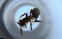  ( - RE21-NG1-HYM-2064)  @11 [ ] CreativeCommons by-nc-sa (2024) Nina Grella University of Bayreuth