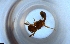  ( - RE21-NG1-HYM-2066)  @11 [ ] CreativeCommons by-nc-sa (2024) Nina Grella University of Bayreuth