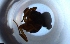  ( - RE21-NG1-HYM-2173)  @11 [ ] CreativeCommons by-nc-sa (2024) Nina Grella University of Bayreuth
