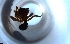  ( - RE21-NG1-HYM-2176)  @11 [ ] CreativeCommons by-nc-sa (2024) Nina Grella University of Bayreuth
