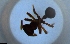  ( - RE21-NG1-HYM-2214)  @11 [ ] CreativeCommons by-nc-sa (2024) Nina Grella University of Bayreuth