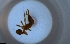  ( - RE21-NG1-HYM-2260)  @11 [ ] CreativeCommons by-nc-sa (2024) Nina Grella University of Bayreuth
