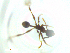  (Pheidole AGB3329 - RE21-NG1-HYM-2284)  @11 [ ] CreativeCommons by-nc-sa (2024) Nina Grella University of Bayreuth