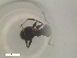  ( - RE21-NG1-HYM-2307)  @11 [ ] CreativeCommons by-nc-sa (2024) Nina Grella University of Bayreuth