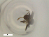  ( - RE21-NG1-HYM-2312)  @11 [ ] CreativeCommons by-nc-sa (2024) Nina Grella University of Bayreuth