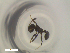  ( - RE21-NG1-HYM-2313)  @11 [ ] CreativeCommons by-nc-sa (2024) Nina Grella University of Bayreuth