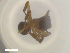  ( - RE21-NG1-HYM-2323)  @11 [ ] CreativeCommons by-nc-sa (2024) Nina Grella University of Bayreuth