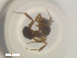  ( - RE21-NG1-HYM-2331)  @11 [ ] CreativeCommons by-nc-sa (2024) Nina Grella University of Bayreuth