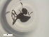 ( - RE21-NG1-HYM-2349)  @11 [ ] CreativeCommons by-nc-sa (2024) Nina Grella University of Bayreuth
