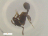  (Stenamma AGB1732 - RE21-NG1-HYM-2396)  @11 [ ] CreativeCommons by-nc-sa (2024) Nina Grella University of Bayreuth