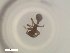  ( - RE21-NG1-HYM-2430)  @11 [ ] CreativeCommons by-nc-sa (2024) Nina Grella University of Bayreuth