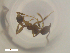  ( - RE21-NG1-HYM-2441)  @11 [ ] CreativeCommons by-nc-sa (2024) Nina Grella University of Bayreuth