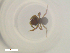  ( - RE21-NG1-HYM-2445)  @11 [ ] CreativeCommons by-nc-sa (2024) Nina Grella University of Bayreuth
