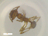  ( - RE21-NG1-HYM-2453)  @11 [ ] CreativeCommons by-nc-sa (2024) Nina Grella University of Bayreuth