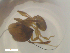  ( - RE21-NG1-HYM-2455)  @11 [ ] CreativeCommons by-nc-sa (2024) Nina Grella University of Bayreuth