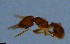  ( - RE21-NG-HYM-2466)  @11 [ ] CreativeCommons by-nc-sa (2024) Nina Grella University of Bayreuth