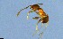  ( - RE21-NG-HYM-2467)  @11 [ ] CreativeCommons by-nc-sa (2024) Nina Grella University of Bayreuth
