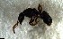  ( - RE21-NG1-HYM-2594)  @11 [ ] CreativeCommons by-nc-sa (2024) Nina Grella University of Bayreuth