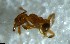  ( - RE21-NG1-HYM-2641)  @11 [ ] CreativeCommons by-nc-sa (2024) Nina Grella University of Bayreuth