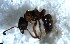  ( - RE21-NG1-HYM-2692)  @11 [ ] CreativeCommons by-nc-sa (2024) Nina Grella University of Bayreuth