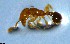  ( - RE21-NG1-HYM-2730)  @11 [ ] CreativeCommons by-nc-sa (2024) Nina Grella University of Bayreuth