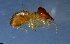  (Nasutitermes sp. AFO8131 - RE21-NG1-ISO-0082)  @11 [ ] CreativeCommons by-nc-sa (2024) Nina Grella University of Bayreuth