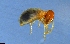  (Rhynchotermes sp. ADK4915 - RE21-NG1-ISO-0204)  @11 [ ] CreativeCommons by-nc-sa (2024) Nina Grella University of Bayreuth