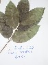  (Eugenia gilgii - DZ124)  @11 [ ] Unspecified (default): All Rights Reserved  Unspecified Unspecified