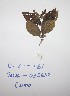  (Combretum molle - DZ161)  @11 [ ] Unspecified (default): All Rights Reserved  Unspecified Unspecified