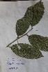  (Dasylepis - DZ231)  @11 [ ] Unspecified (default): All Rights Reserved  Unspecified Unspecified