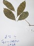  (Chionanthus - DZ009)  @11 [ ] Unspecified (default): All Rights Reserved  Unspecified Unspecified
